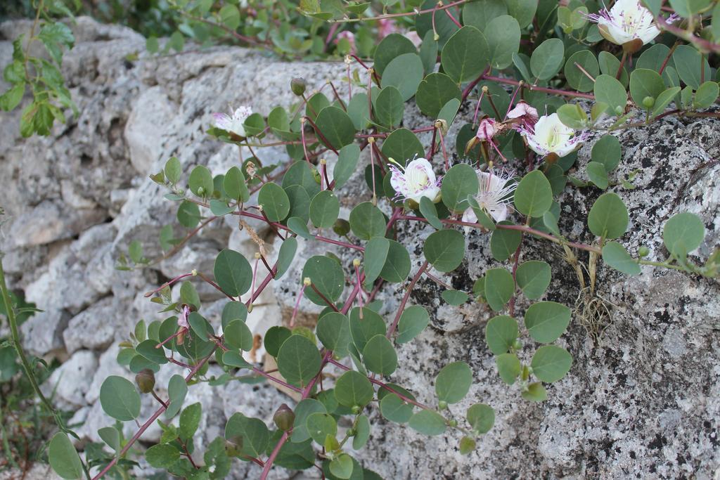 La Casa Del Nonno Bed & Breakfast Alberobello Exterior foto